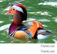 А как же мандаринка