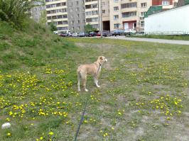 Да, были. Последняя моя собака среднеазиатская овчарка, сейчас у сестры такса. До этого были дворняги(двортерьры). Ни одна не справлялась быстрее чем за пол часа, ну а если не справилась к вечеру дома куча.