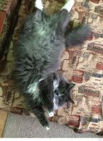 25 самых странных поз, в которых спят коты