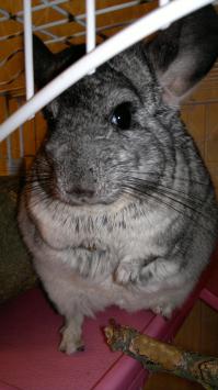 А Вам нравятся шиншиллы ?