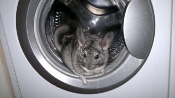 А Вам нравятся шиншиллы ?