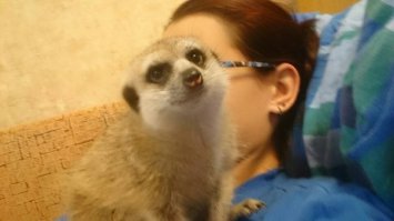 А эта зверюга у нас живет