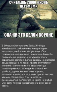 Альбинизм: не только среди белых