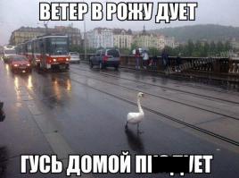 Это не гусь, а Пражский лебедь