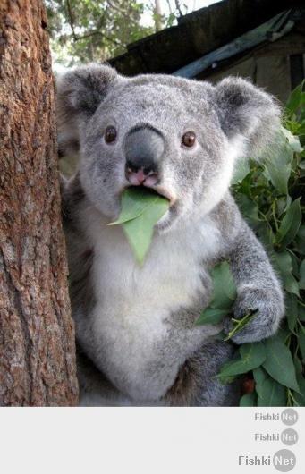 Невыносимая четкость бытия