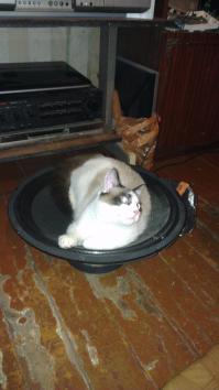 мой мяус