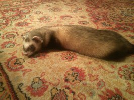 Этот пост огорчает хориков!)))))