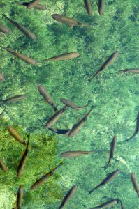 Хорватия, Плитвицкие озера (правда, там купаться нельзя):