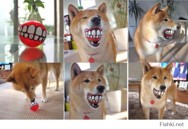 Такие разные собаки