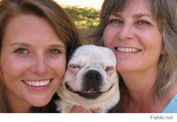 Такие разные собаки