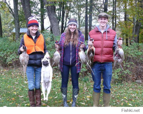 Такие разные собаки