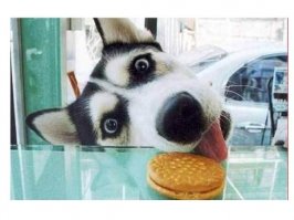 Не человеческий шок!