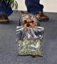 А это - папин помощник =))