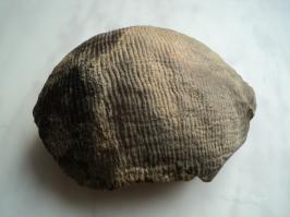 А я в речке иногда нахожу такие штучки