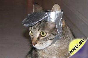 Порадовать своего кота кепочкой