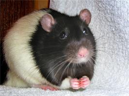 Милые и забавные животные