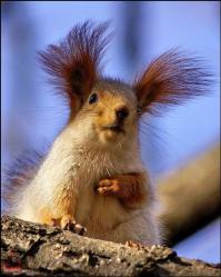  О животных для поднятия настроения