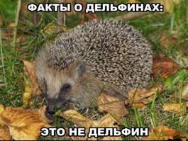 Фишкина солянка за 06.07.2014