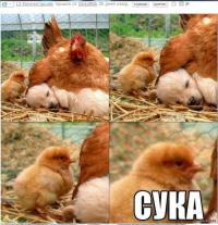 Смешные картинки с подписями