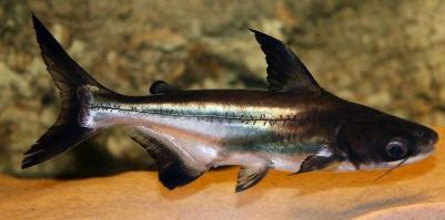 Был тетрадон. Забавная рыбка. Правда не видел, что после неё плавники у рыб надкусаны, может потому что хорошо кормил всех. Ещё хочу упомянуть о сомовых акулах. Это небольшие рыбки, похожие на акул. Жрут мясо и иногда мелких рыб.