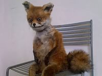 Лис Патрикей - звезда заповедника Брянский лес