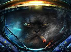 Кошки в невесомости (научный эксперимент)