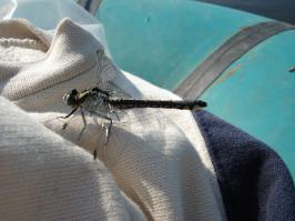 Рождение стрекозы