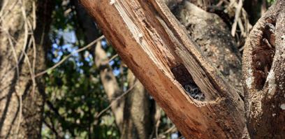 17 ошеломительных примеров совиного камуфляжа