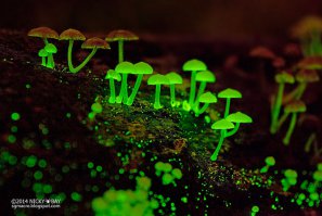 - Вот Вам грибки от природы. 
Судя по фоткам люди думают только о себе. И им плевать на местных жителей жучков,паучков и тд.! 
Это беда а не искуство.