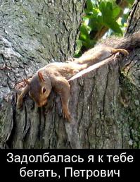 Фишкина солянка за 30.06.2014