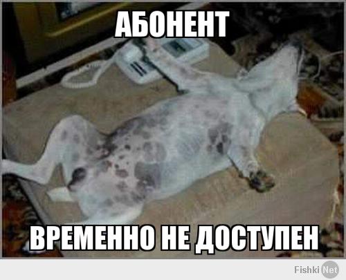 Четвероногие "сони"
