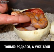 Знакомьтесь, это новорожденный бегемотик