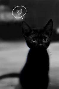 Фишкина солянка за 11.11.2014 