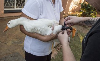 Одноногий гусь Сильвер Протез на черную изоленту приматывают - не будет держать!