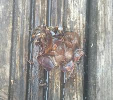 Кто то проверил? Оказывается улитки тоже любят соль!  Вот сфоткал одну "обдолбаную"