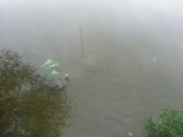 Черт, жалко вчера покрывала с собой не оказалось. Были на рыбалке, так одна дурная щука целый вечер стояла у самого берега и таращилась на нас) Можно разглядеть на фото. Качество гамно правда;(