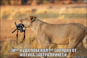 Любопытные животные и фотоаппарат