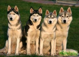 Отличные лайки, дайте 5