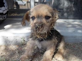 Как вырастить лимонное дерево в чашке