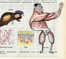 Рисунки в японских учебниках