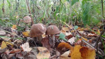 Тоже ходили в выходные прошлые, набрали четыре ведра подберезовиков и два больших пакета свинушек