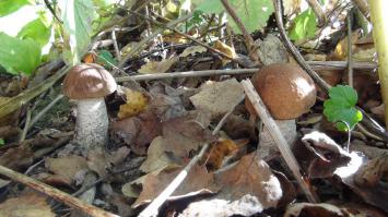 Грибное место 