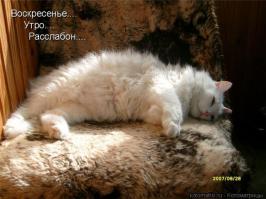 Фишкина солянка за 20.09.2014