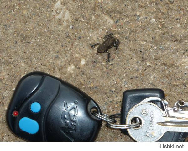 Лягушечка возле брелка от автомобильной сигнализации.