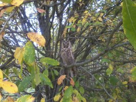 Прилетела летом ко мне на дачу веселая сова!:)