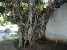 Индия.Удайпур.Дерево-монстр.