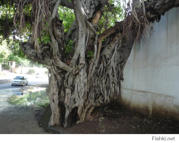 Индия.Удайпур.Дерево-монстр.