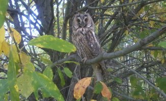 А вот моя гостья. На даче у меня обитала с Августа по Октябрь 2014 года.:)