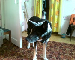 13 причин, почему холостяки предпочитают жене собаку