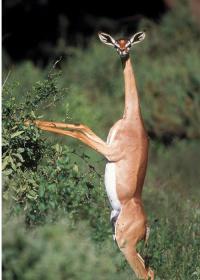 Внебрачное дитя жирафа и антилопы?